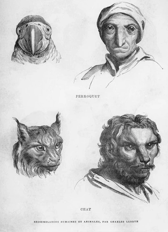 Teste fisiognomiche ispirate a animali - Musée du Louvre, Paris